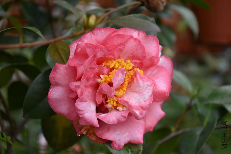DSC_03480348.JPG