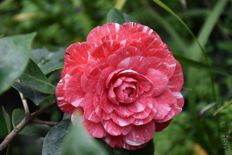 DSC_03030303.JPG