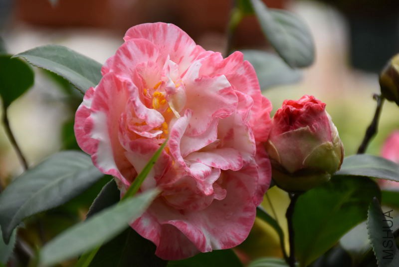 DSC_04320432.JPG