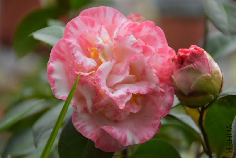 DSC_04300430.JPG