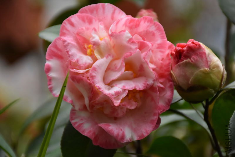 DSC_04200420.JPG