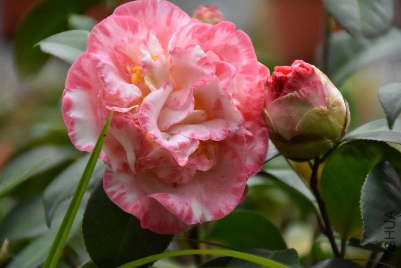 DSC_04280428.JPG