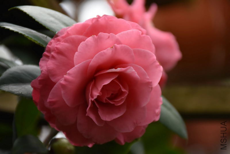 DSC_02450245.JPG