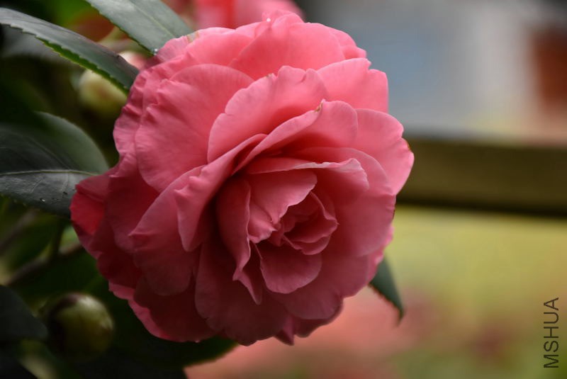 DSC_02410241.JPG