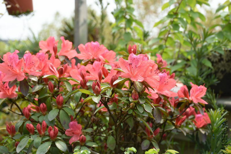 DSC_00690069.JPG