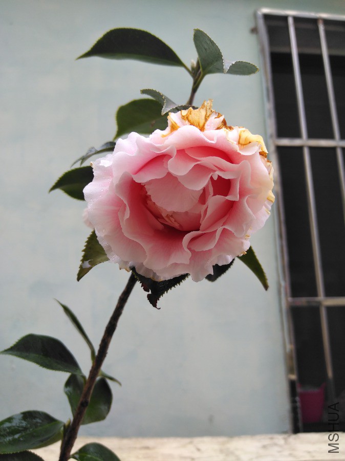 IMG_20190328_122503.jpg