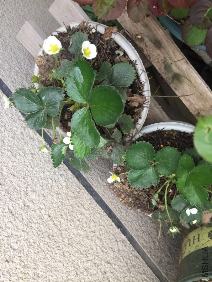 ΢��ͼƬ_20190329082143.jpg