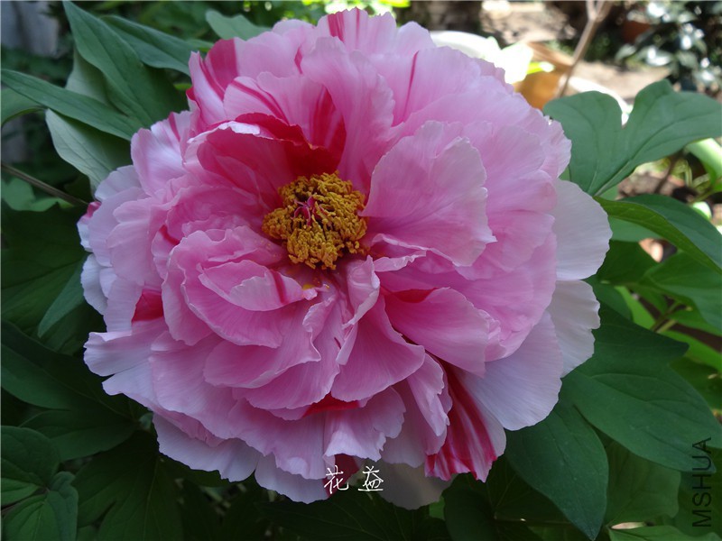 DSC04018.jpg