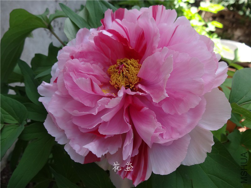 DSC04013.jpg
