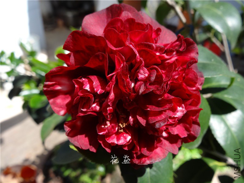DSC04020.jpg