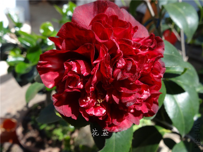 DSC04023.jpg