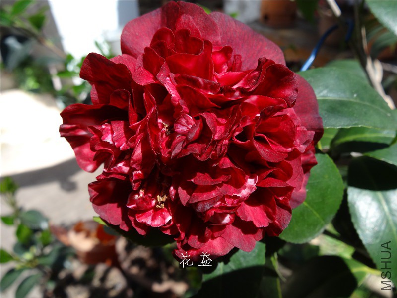 DSC04021.jpg