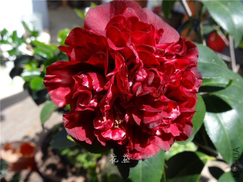DSC04022.jpg