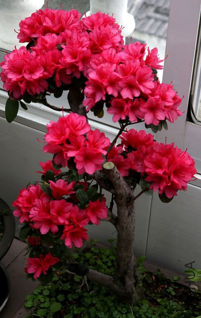 IMG_8578_����.jpg