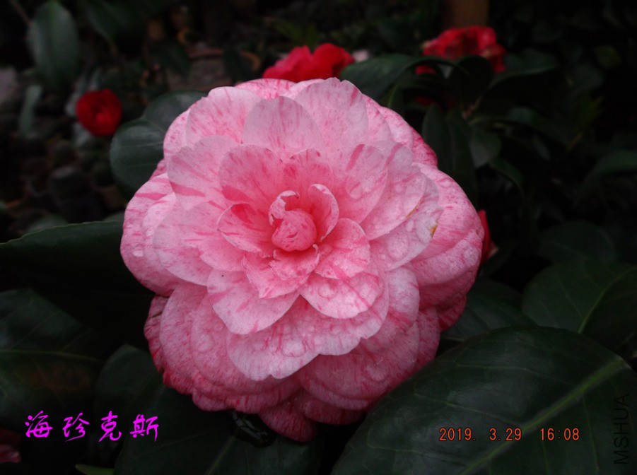 2019-3-29jx 026 ����w.jpg