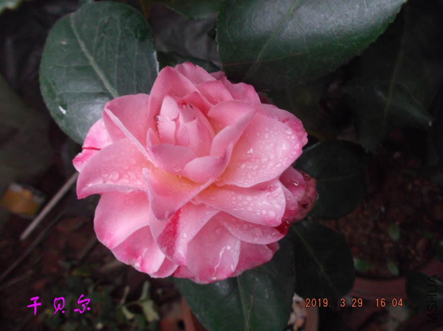 2019-3-29jx 006 ����w.jpg