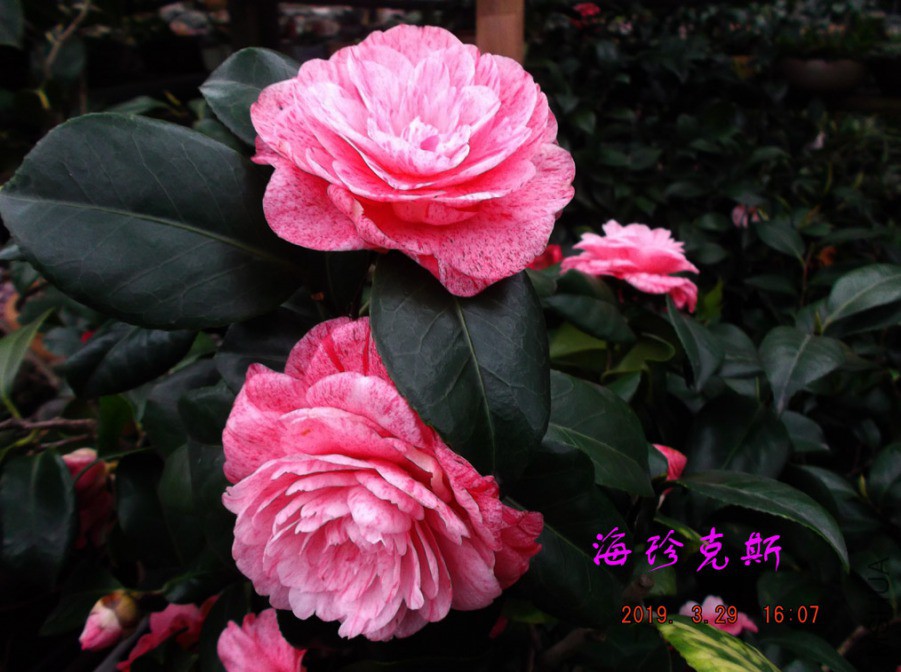 2019-3-29jx 019 ����w.jpg