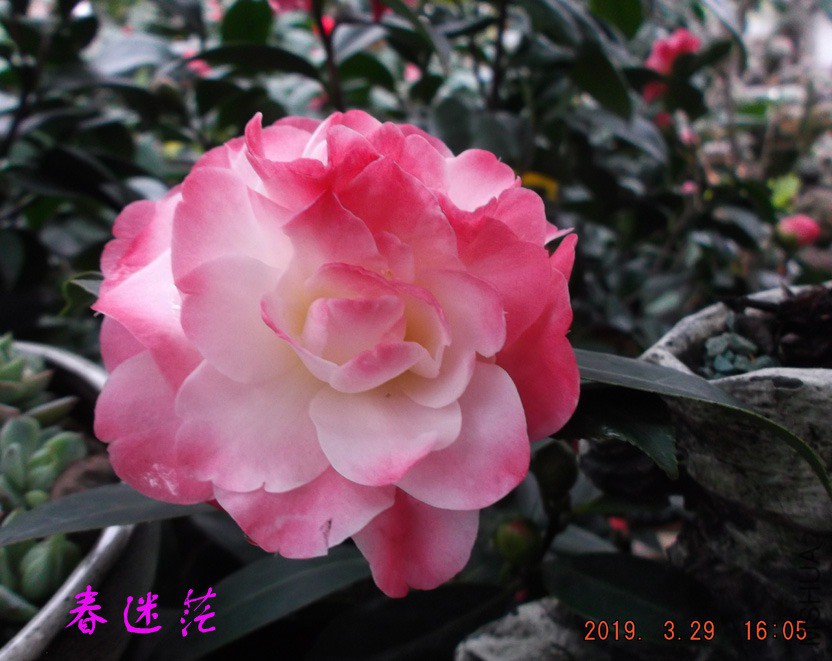 2019-3-29jx 008 ����w.jpg
