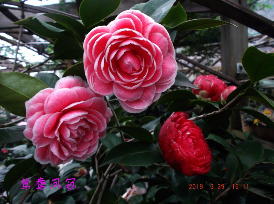 2019-3-29jx 037 ����w.jpg