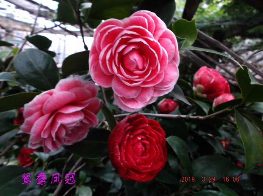2019-3-29jx 011 ����w.jpg