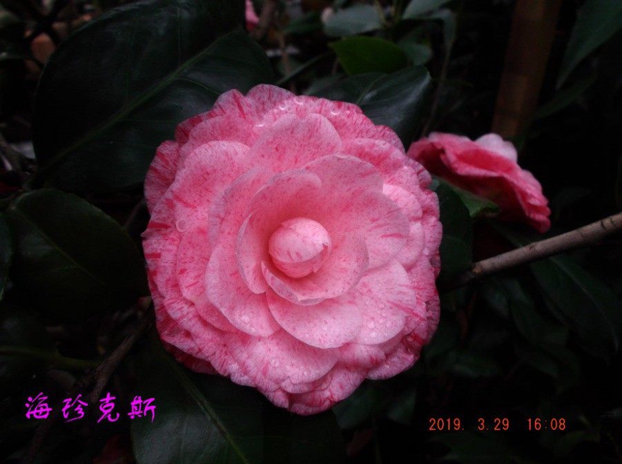 2019-3-29jx 025 ����w.jpg