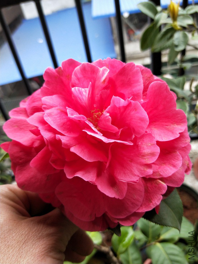 IMG20190330095045.jpg