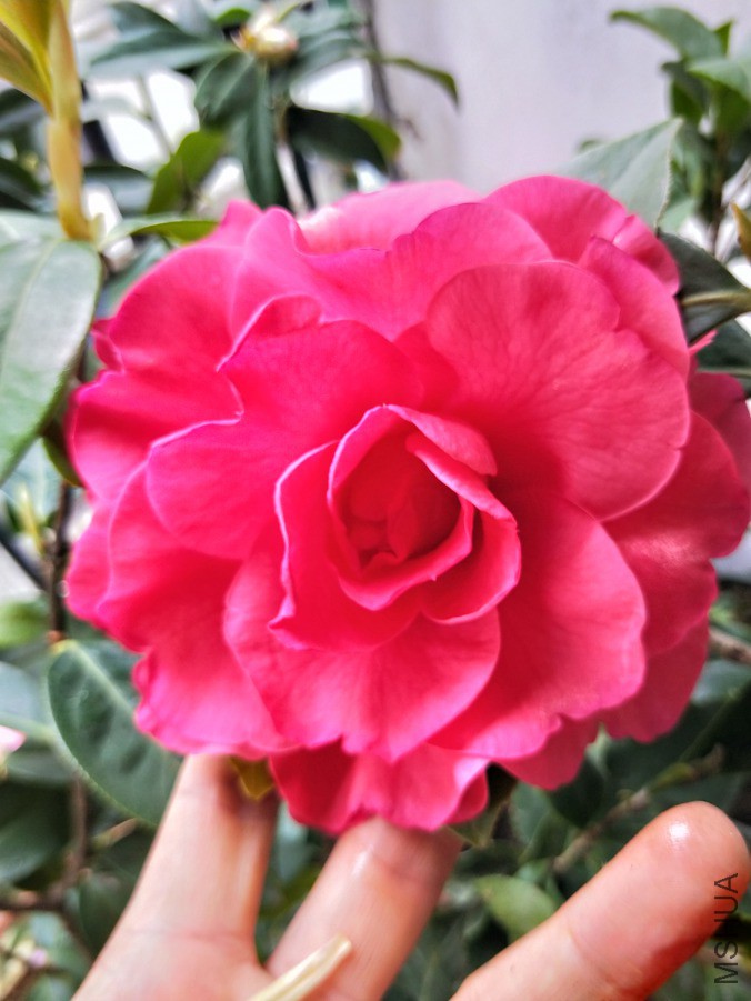 IMG20190330095236.jpg