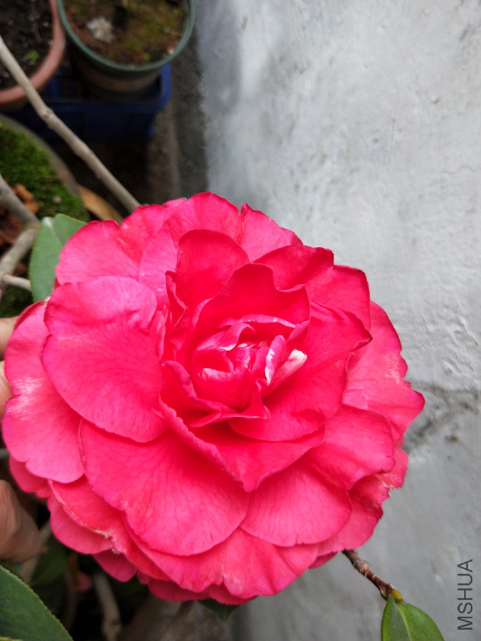 IMG20190330095248.jpg