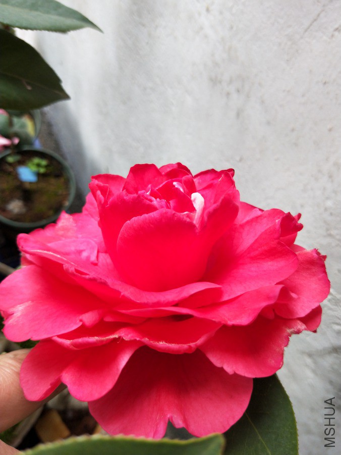IMG20190330095243.jpg