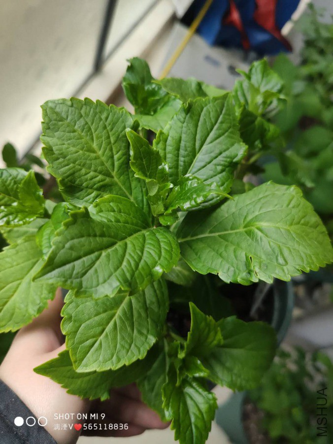 ΢��ͼƬ_20190330171151.jpg