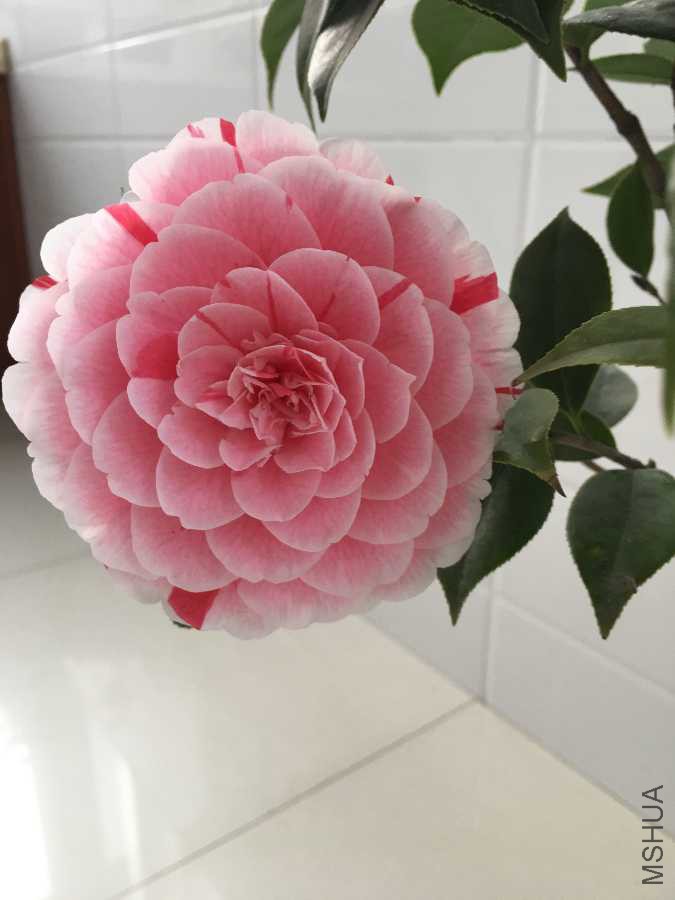 5AE44583-7940-43A5-9ED7-6B4363749732.jpeg