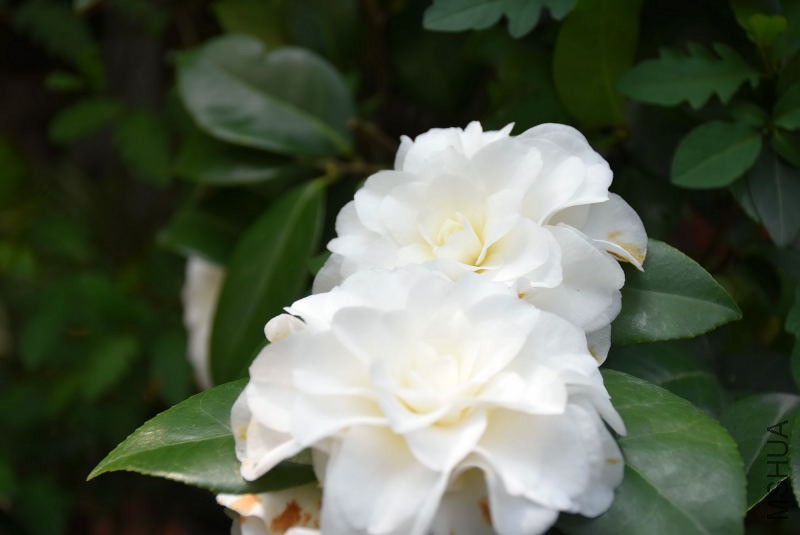 DSC_05480548.JPG