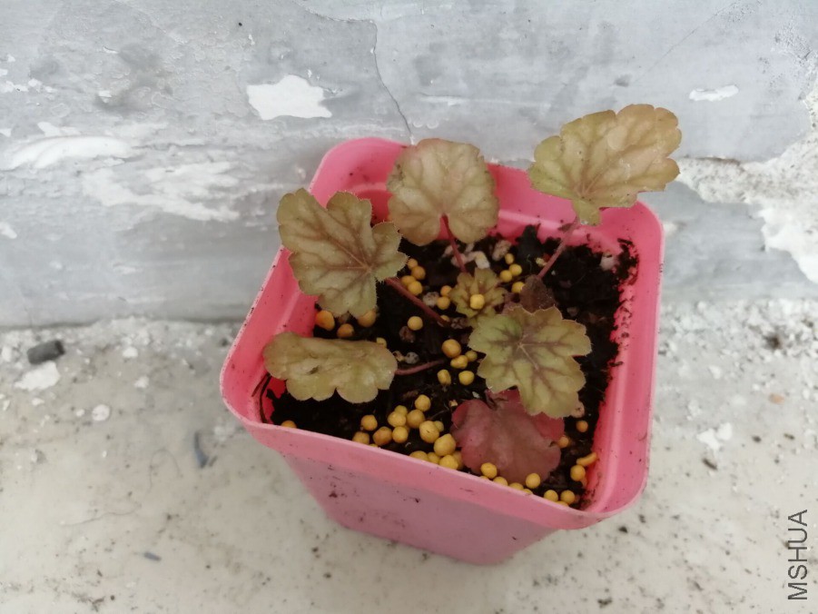 ����4 ����