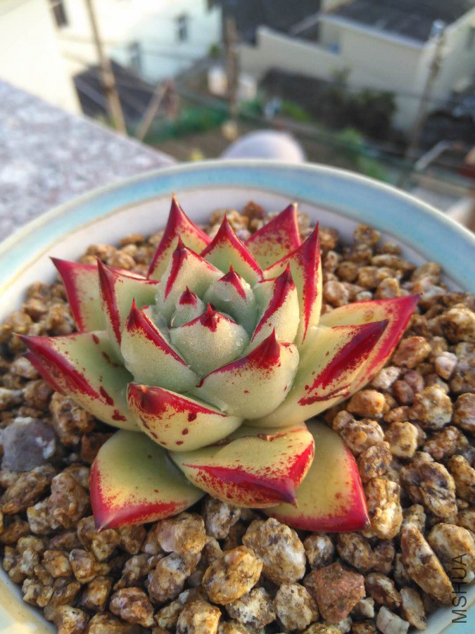 �Լ����ģ�2����ˣ���ɫ�ȽϺ�