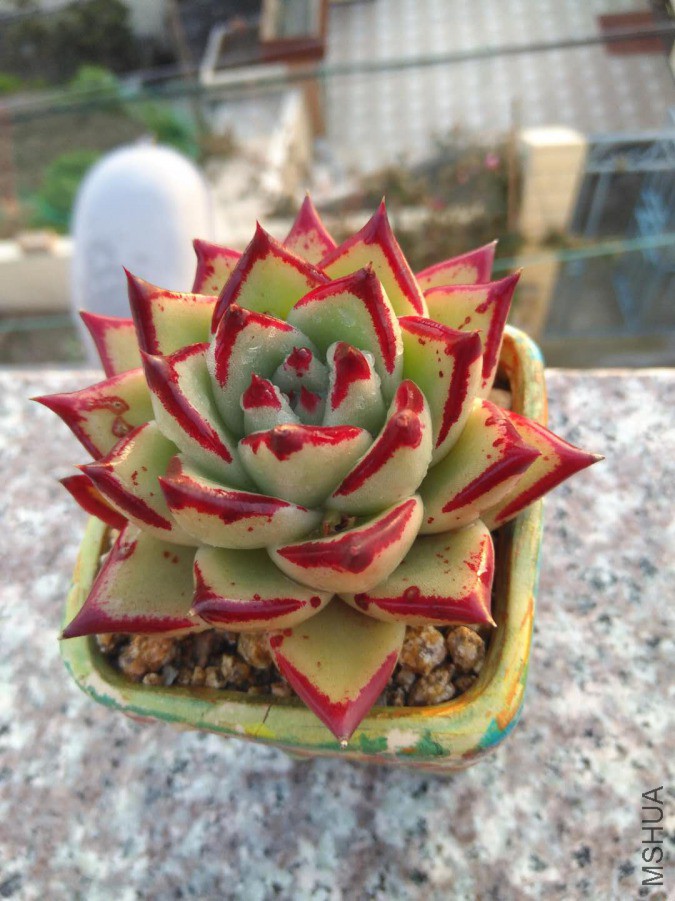 �Լ����ģ���ǰ���Ǹ���˫��̥