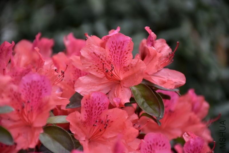 DSC_01560156.JPG