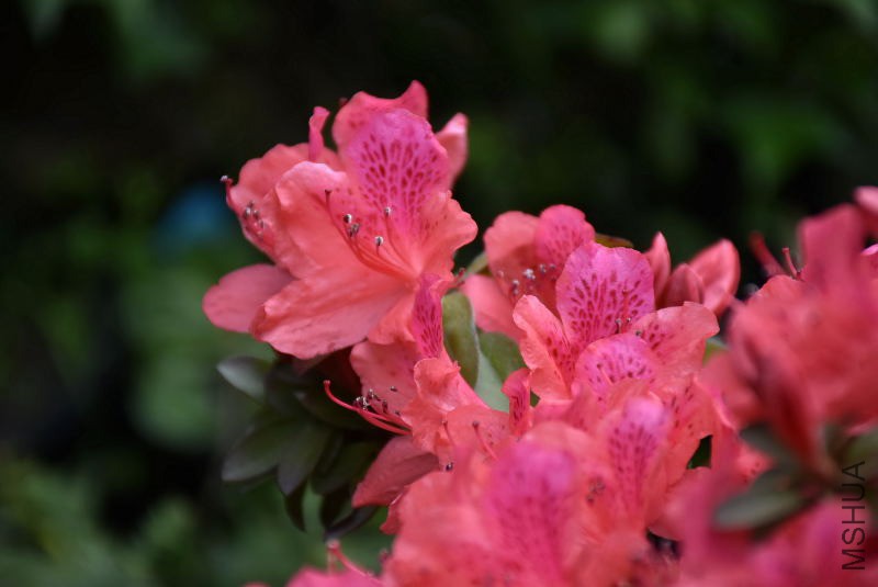 DSC_01550155.JPG
