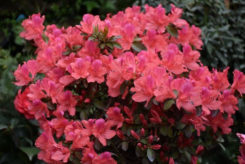 DSC_01480148.JPG