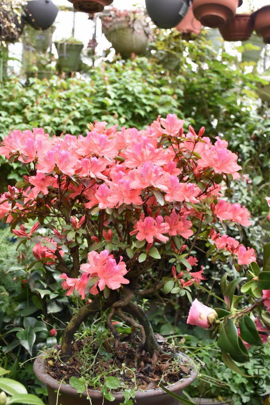 DSC_00960096.JPG