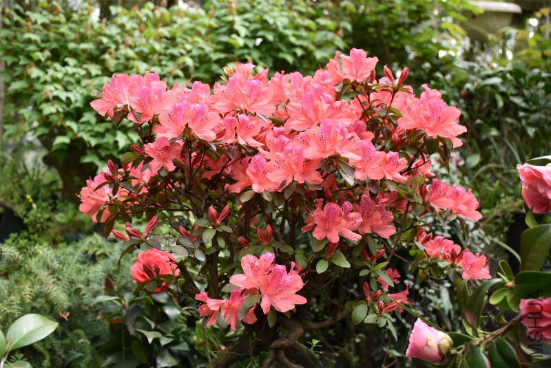 DSC_01050105.JPG