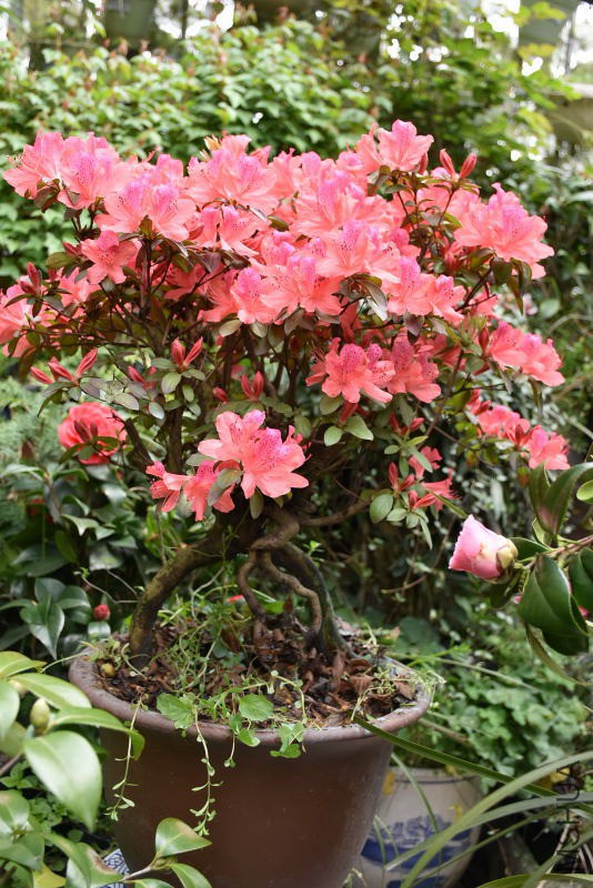 DSC_00980098.JPG
