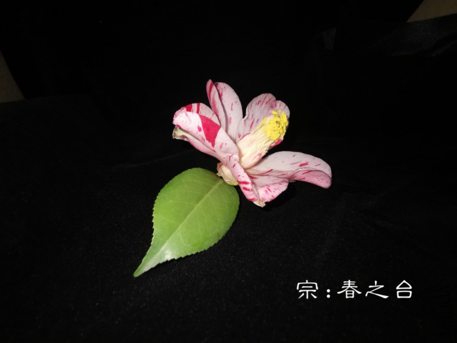 a1550839740863.jpg