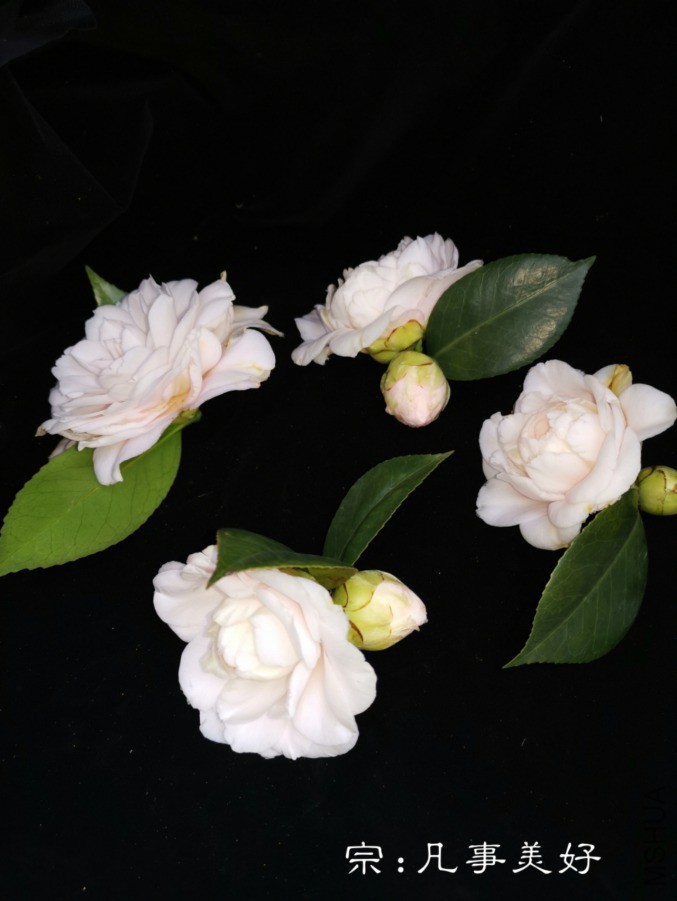 a1552198803900.jpg