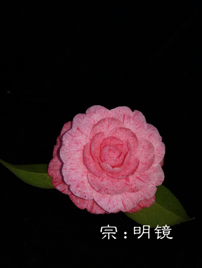 a1552202160578.jpg