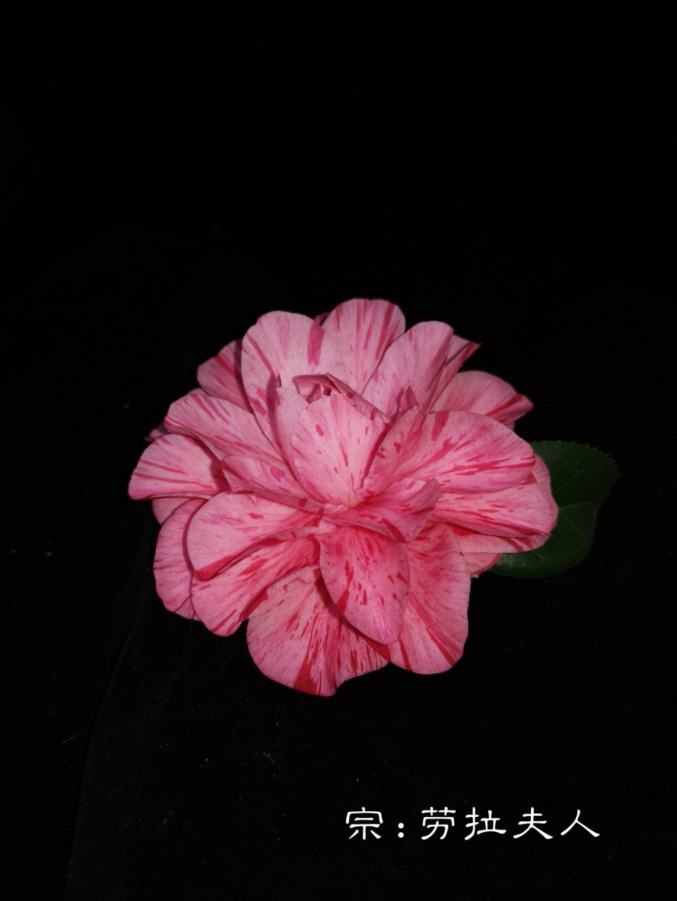 a1552531191550.jpg