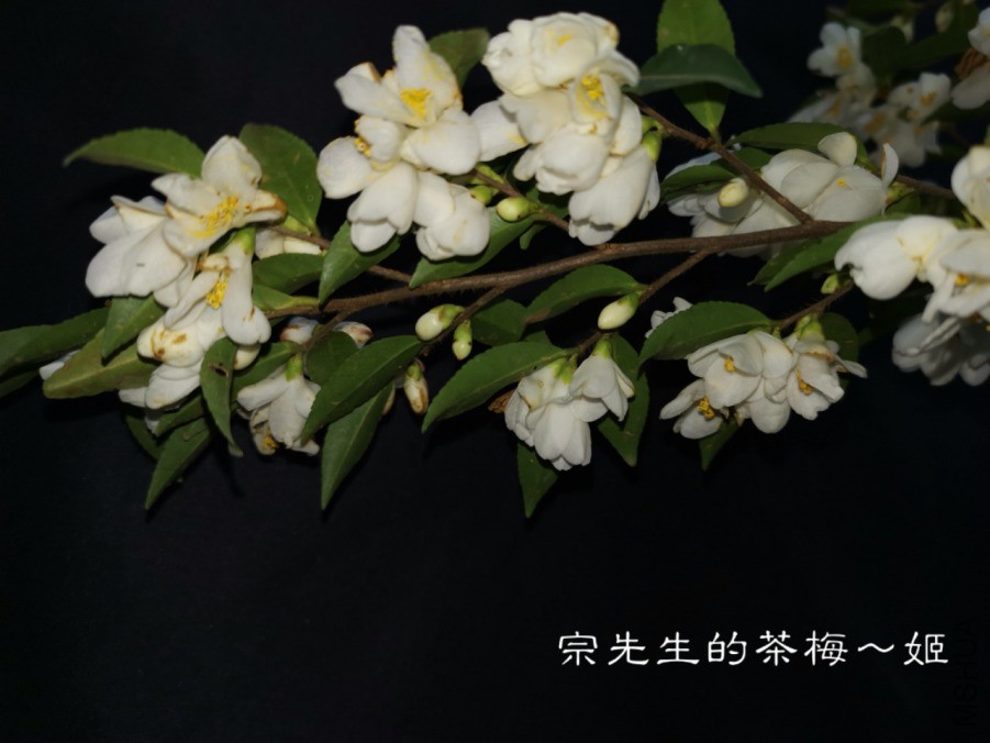 a1552566769668.jpg