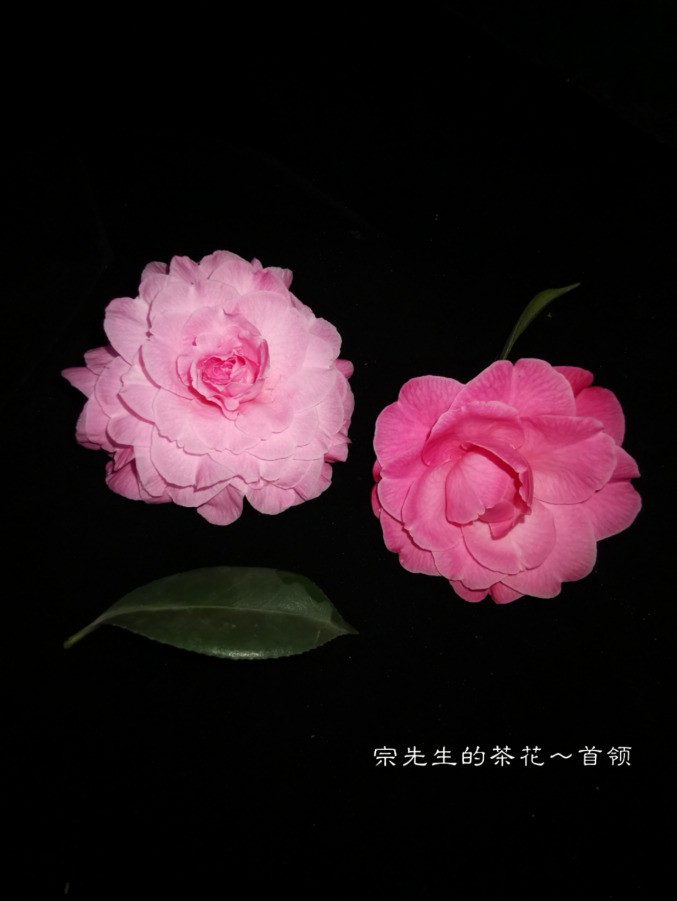 a1552567014884.jpg