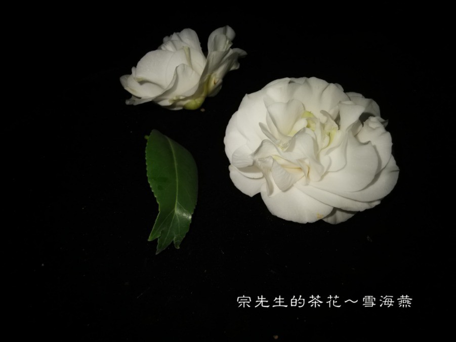 a1552567120045.jpg