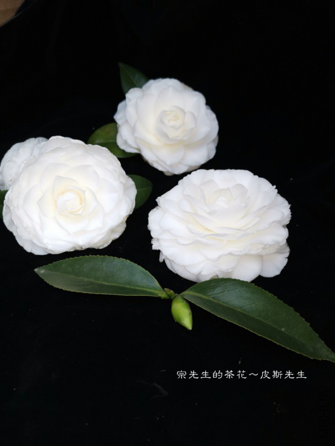 a1552568706158.jpg