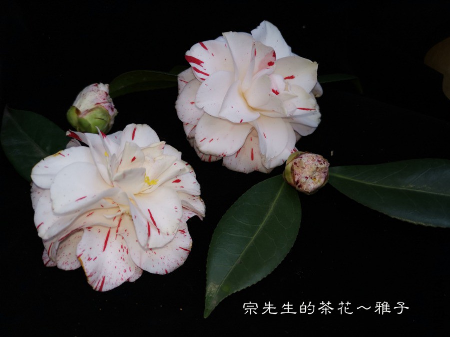a1552568728371.jpg